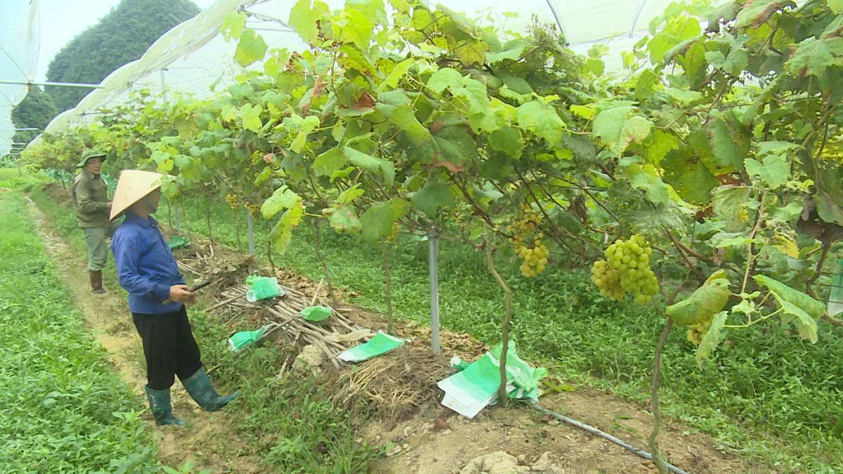 Người đánh thức tiềm năng phát triển cây nho ngọt