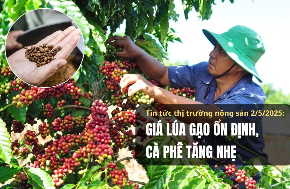 Tin tức thị trường nông sản 2/5/2025: Giá lúa gạo ổn định, cà phê tăng nhẹ