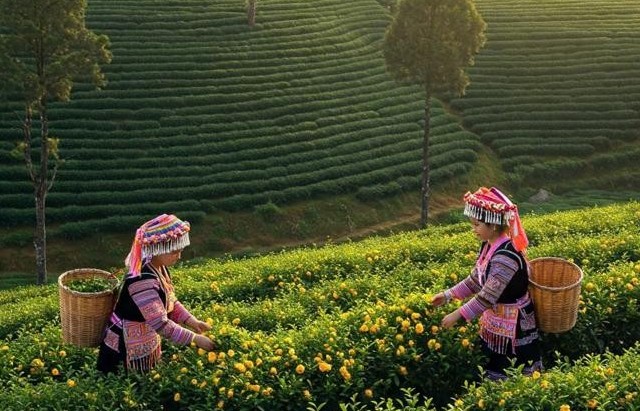 Quy trình và thủ tục của VietGAP - Nền tảng và mục tiêu