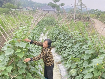 Người nông dân bền bỉ vượt khó, lặng lẽ viết nên câu chuyện làm giàu