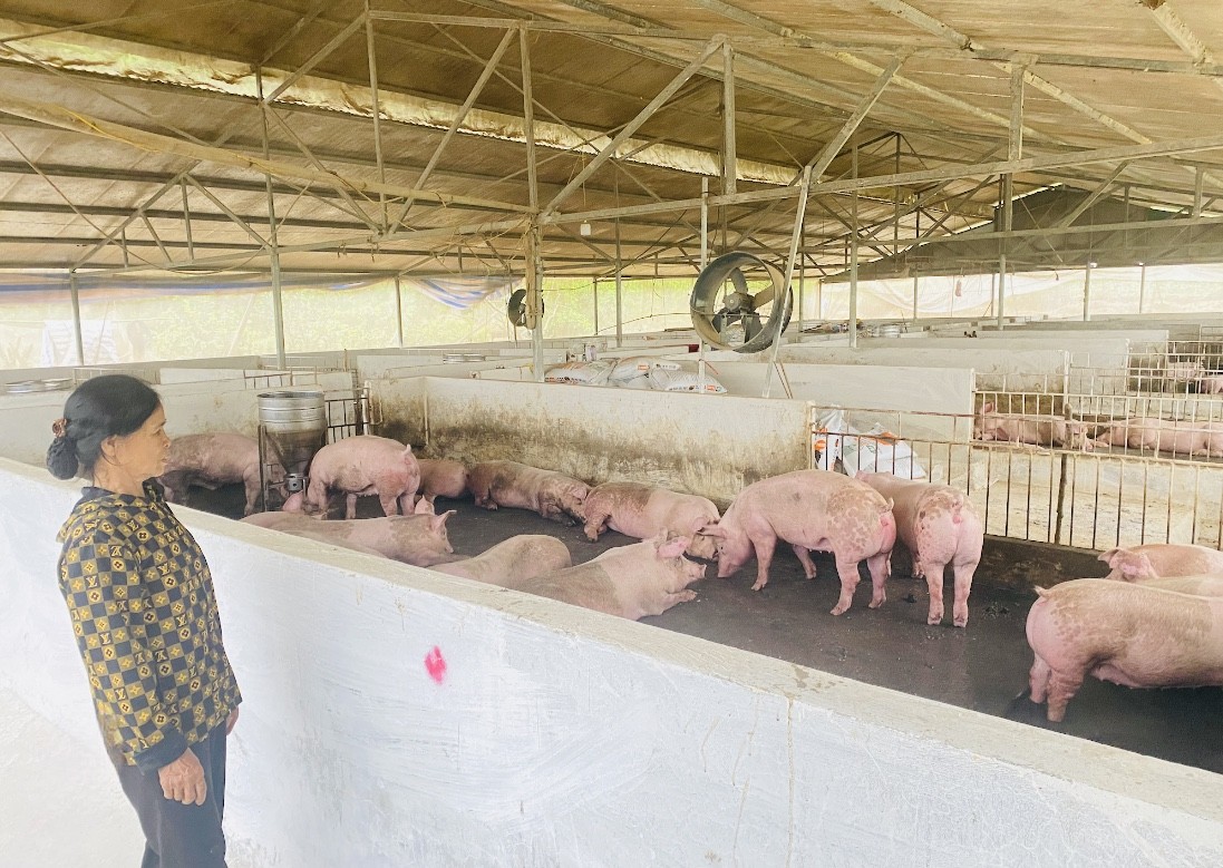 Người nông dân bền bỉ vượt khó, lặng lẽ viết nên câu chuyện làm giàu