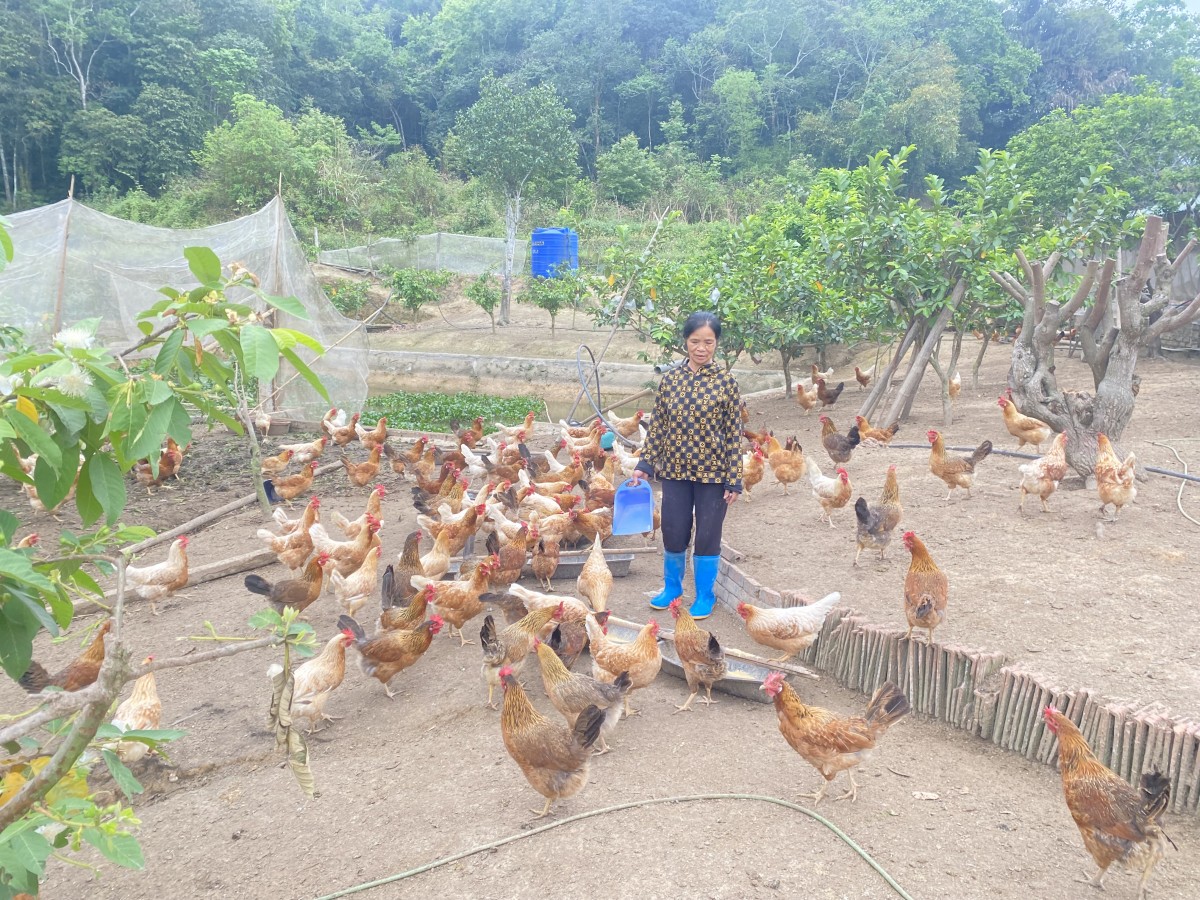 Người nông dân bền bỉ vượt khó, lặng lẽ viết nên câu chuyện làm giàu