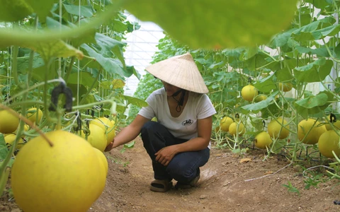 Thực hành Nông nghiệp Tốt Toàn cầu GLOBALG.A.P.
