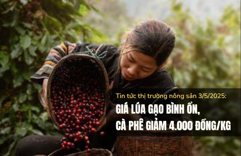 Tin tức thị trường nông sản 3/5/2025: Giá lúa gạo bình ổn, cà phê giảm 4.000 đồng/kg