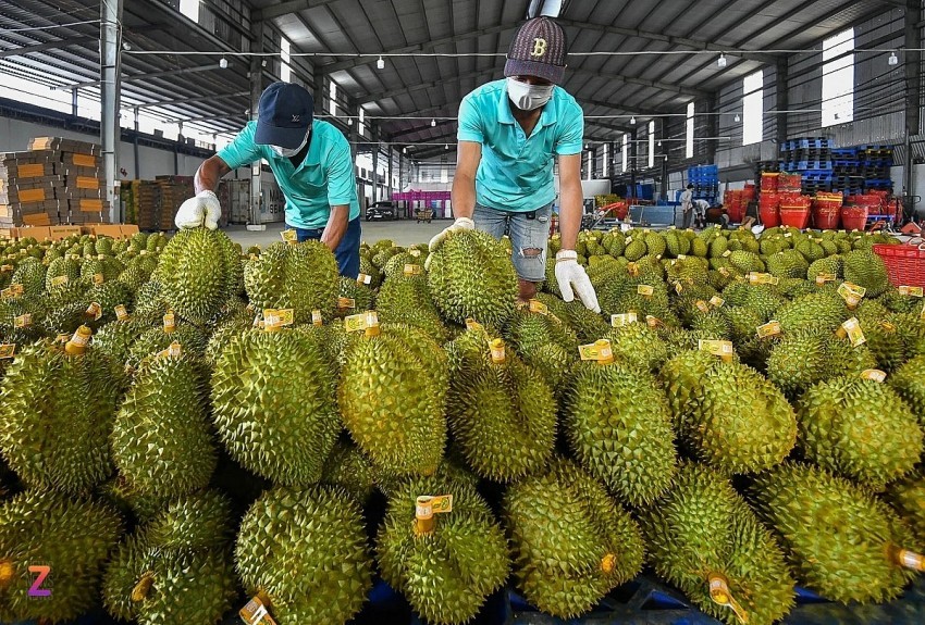 Thêm đối thủ cạnh tranh tại thị trường tỷ dân, sầu riêng Việt Nam qua thời hoàng kim?