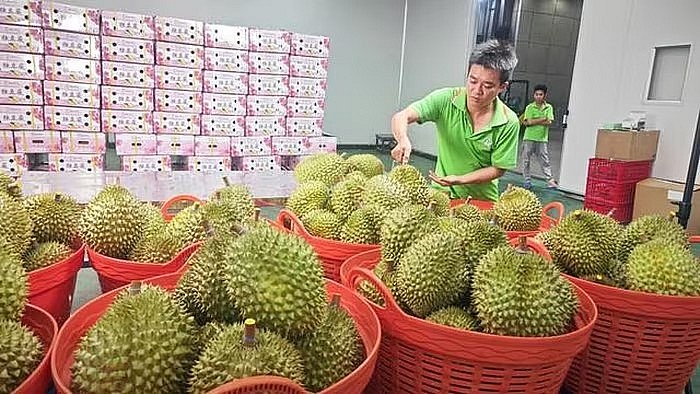 Thêm đối thủ cạnh tranh tại thị trường tỷ dân, sầu riêng Việt Nam qua thời hoàng kim?