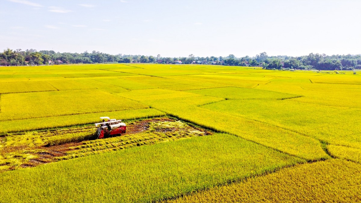 Nếp Nàng Hương: Thơm ngát hương trời, đượm tình quê