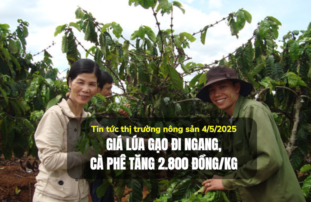 Tin tức thị trường nông sản 4/5/2025: Giá lúa gạo đi ngang, cà phê tăng 2.800 đồng/kg