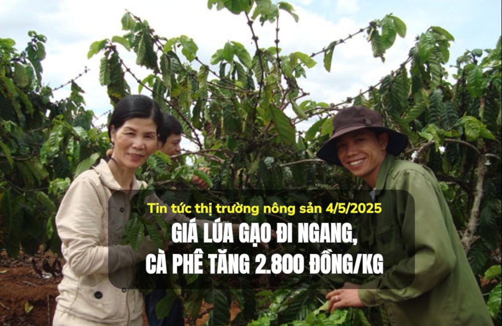 Tin tức thị trường nông sản 4/5/2025: Giá lúa gạo đi ngang, cà phê tăng 2.800 đồng/kg