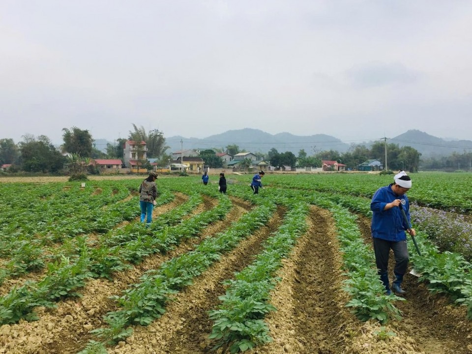 Phát triển khoai tây vụ đông - tăng hiệu quả sử dụng đất và thu nhập cho người sản xuất