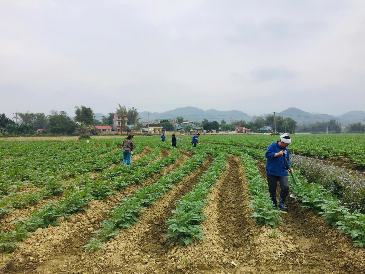 Phát triển khoai tây vụ đông - tăng hiệu quả sử dụng đất và thu nhập cho người sản xuất