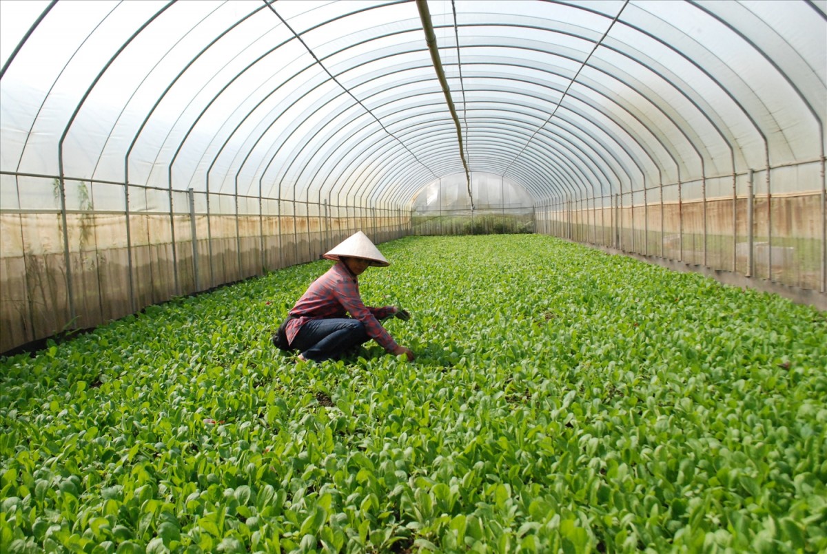 Tiêu chuẩn Organic vì một nền Nông nghiệp phát triển bền vững