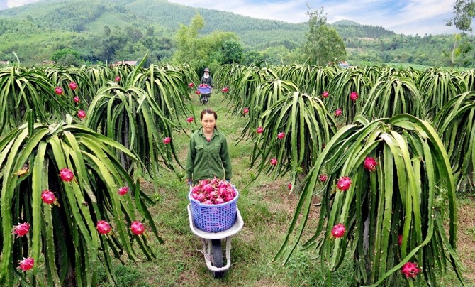 Tiêu chuẩn Organic vì một nền Nông nghiệp phát triển bền vững