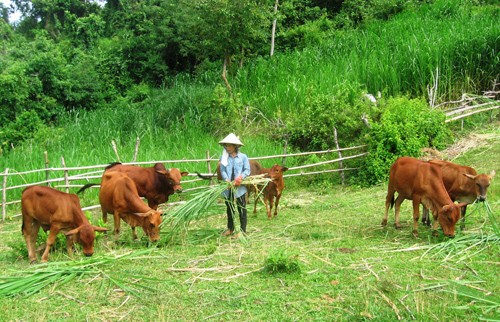 Tiêu chuẩn Organic vì một nền Nông nghiệp phát triển bền vững