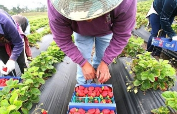 Tiêu chuẩn Organic vì một nền Nông nghiệp phát triển bền vững