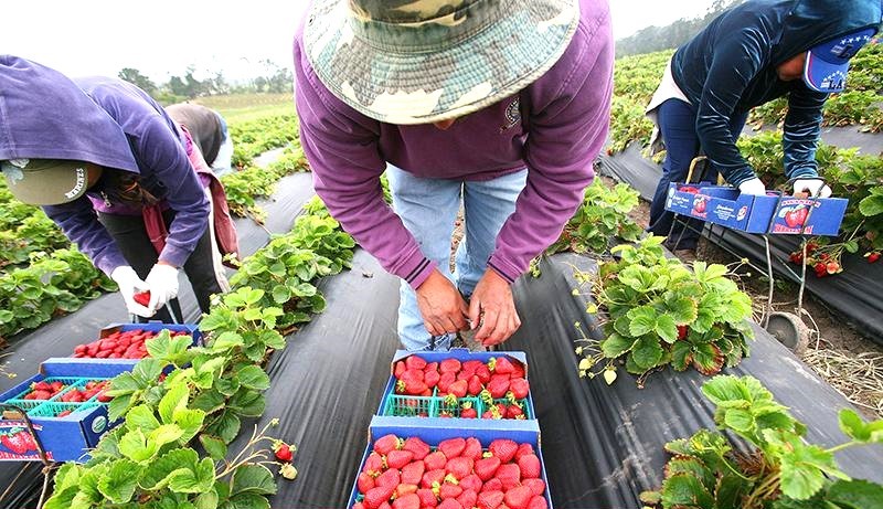 Tiêu chuẩn Organic vì một nền Nông nghiệp phát triển bền vững