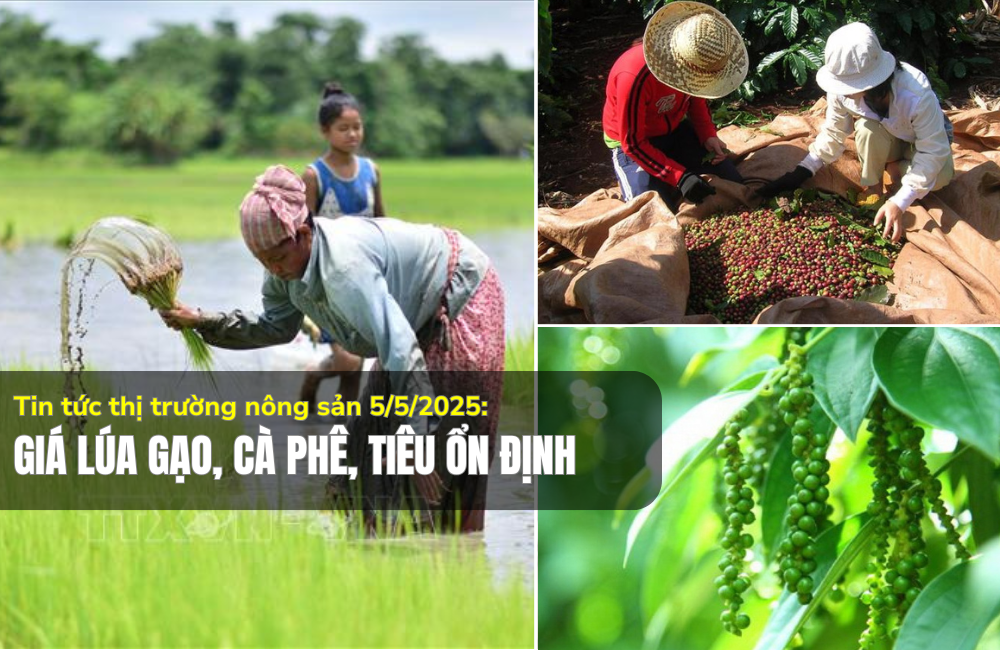 Tin tức thị trường nông sản 05/5/2025: Giá lúa gạo, cà phê, tiêu ổn định