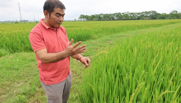 Thanh Hóa liên kết phát triển bền vững giống lúa J02 hữu cơ