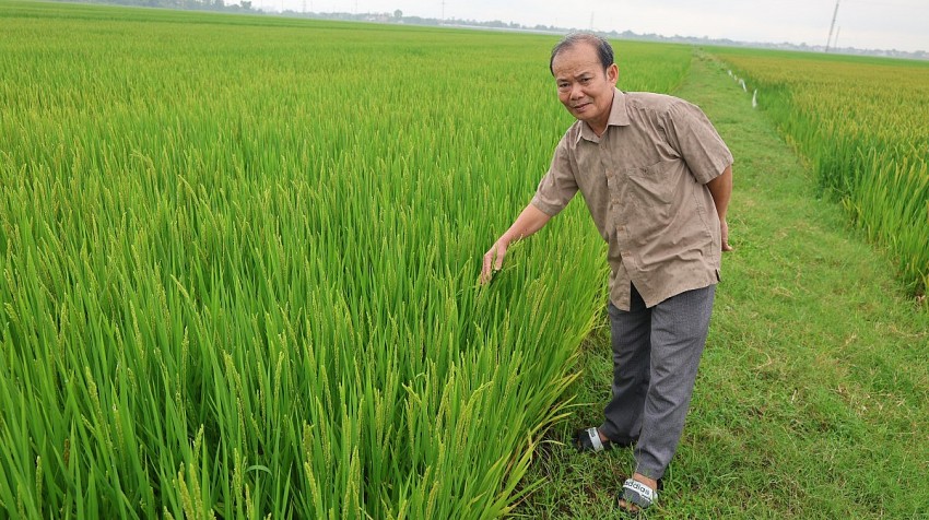 Hộ nông dân Lê Xuân Định cho rằng giống lúa J02 phù hợp để gieo trồng vụ chiêm xuân và cho năng suất cao hơn một số giống lúa thuần chủng khác.