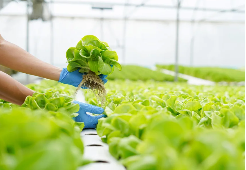 Sản phẩm hữu cơ ngày càng mang nhiều lợi ích quan trọng trong xã hội hiện đại