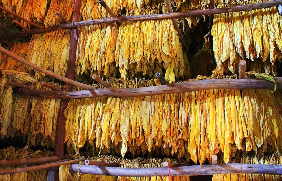 Quy định hạn ngạch nhập khẩu thuốc lá nguyên liệu năm 2025