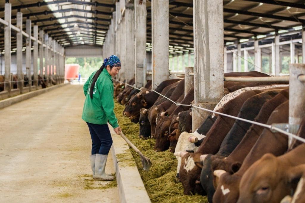Ngành chăn nuôi Thủ đô kiểm soát tốt dịch bệnh, ổn định sản xuất
