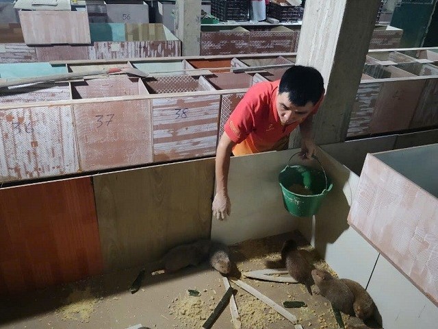 Nuôi Dúi - bước đột phá trong chăn nuôi gắn với bảo tồn đa dạng sinh học, phát triển kinh tế bền vững