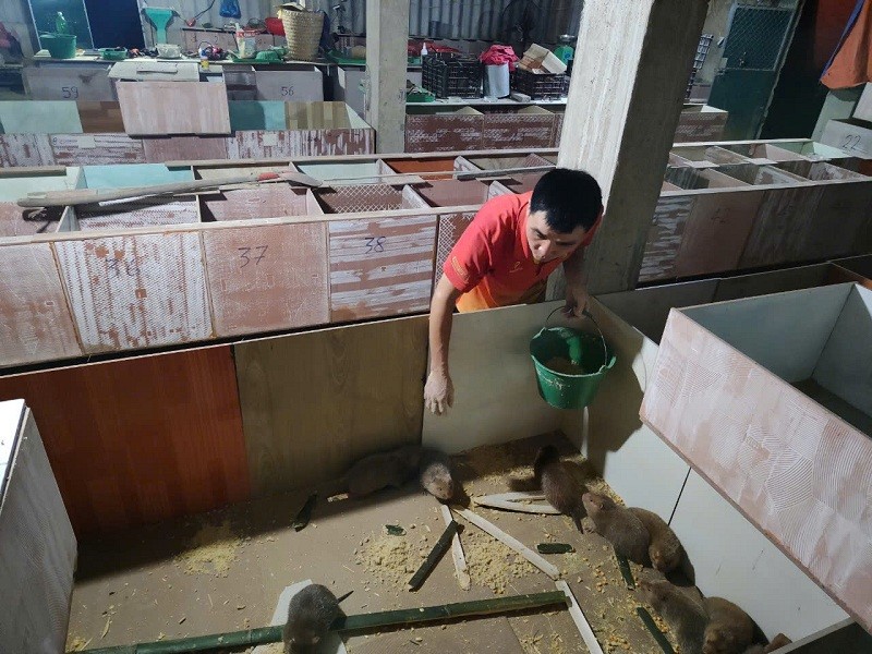 Nuôi Dúi - bước đột phá trong chăn nuôi gắn với bảo tồn đa dạng sinh học, phát triển kinh tế bền vững