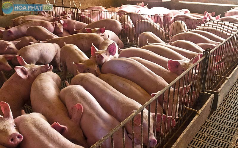 Nước thải chăn nuôi: Gánh nặng môi trường và bài toán phát triển bền vững