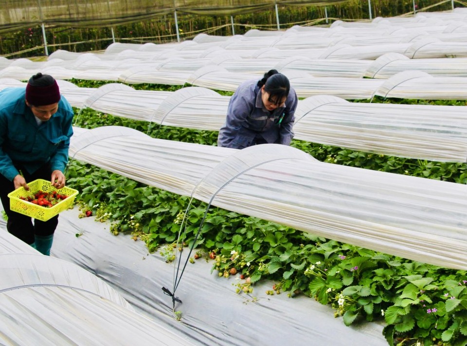 Cao Bằng: Thành lập mới 42 doanh nghiệp, 6 hợp tác xã