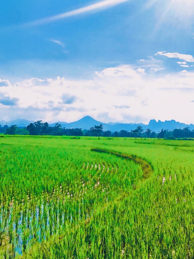 Cao Bằng: Diện tích trồng một số cây chủ lực tăng so với cùng kỳ 2024