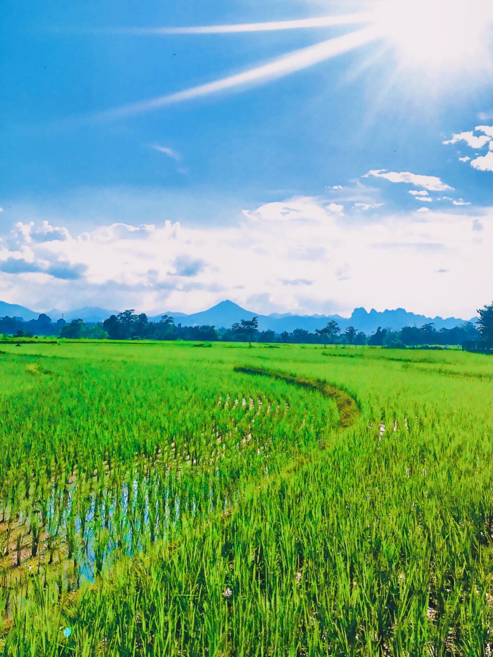 Cao Bằng: Diện tích trồng một số cây chủ lực tăng so với cùng kỳ 2024