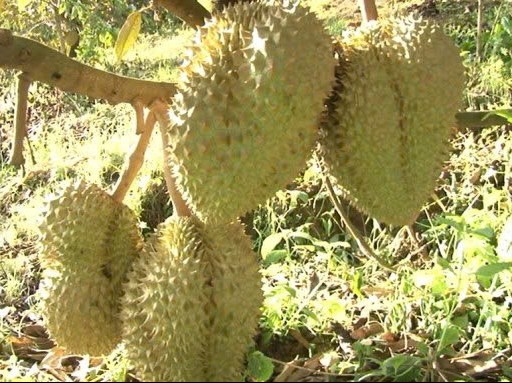 Sầu riêng Đam Rông chính thức được cấp Giấy chứng nhận nhãn hiệu