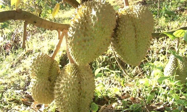 Sầu riêng Đam Rông chính thức được cấp Giấy chứng nhận nhãn hiệu