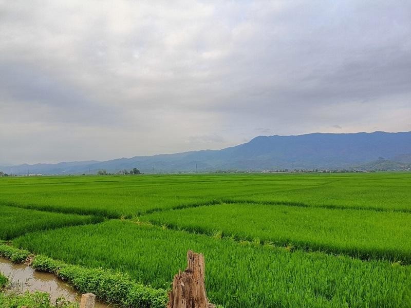 Màu xanh trên cánh đồng Mường Thanh