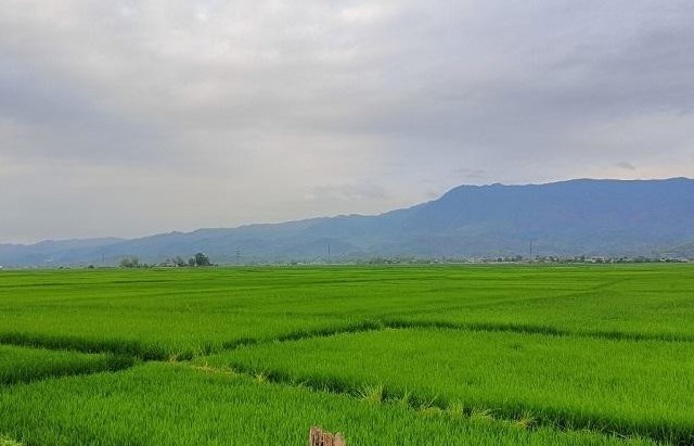 Màu xanh trên cánh đồng Mường Thanh