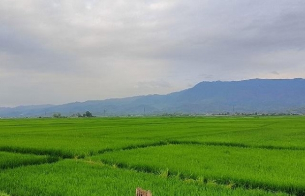 Màu xanh trên cánh đồng Mường Thanh