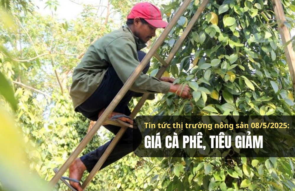 Tin tức thị trường nông sản 08/5/2025: Giá cà phê, tiêu giảm