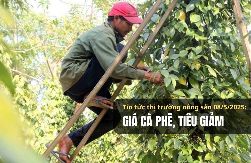 Tin tức thị trường nông sản 08/5/2025: Giá cà phê, tiêu giảm