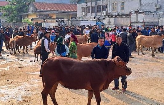 Mèo Vạc: Vùng đất tiềm năng cho chăn nuôi bò hữu cơ