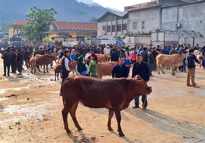 Mèo Vạc: Vùng đất tiềm năng cho chăn nuôi bò hữu cơ
