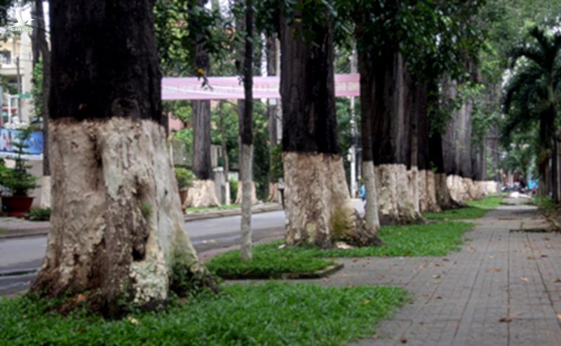 Rừng trong phố và đa dạng sinh học ở Trà Vinh