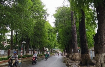Rừng trong phố và đa dạng sinh học ở Trà Vinh