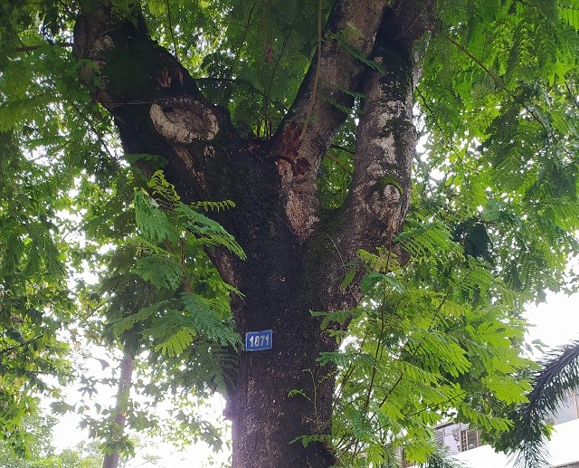 Rừng trong phố và đa dạng sinh học ở Trà Vinh