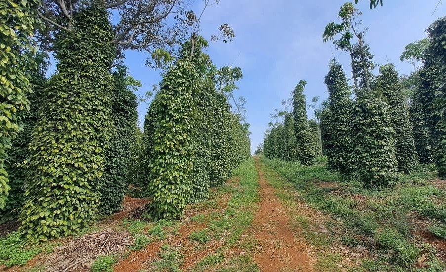 Đắk Nông: Nỗ lực định hướng phát triển sản xuất nông nghiệp hữu cơ