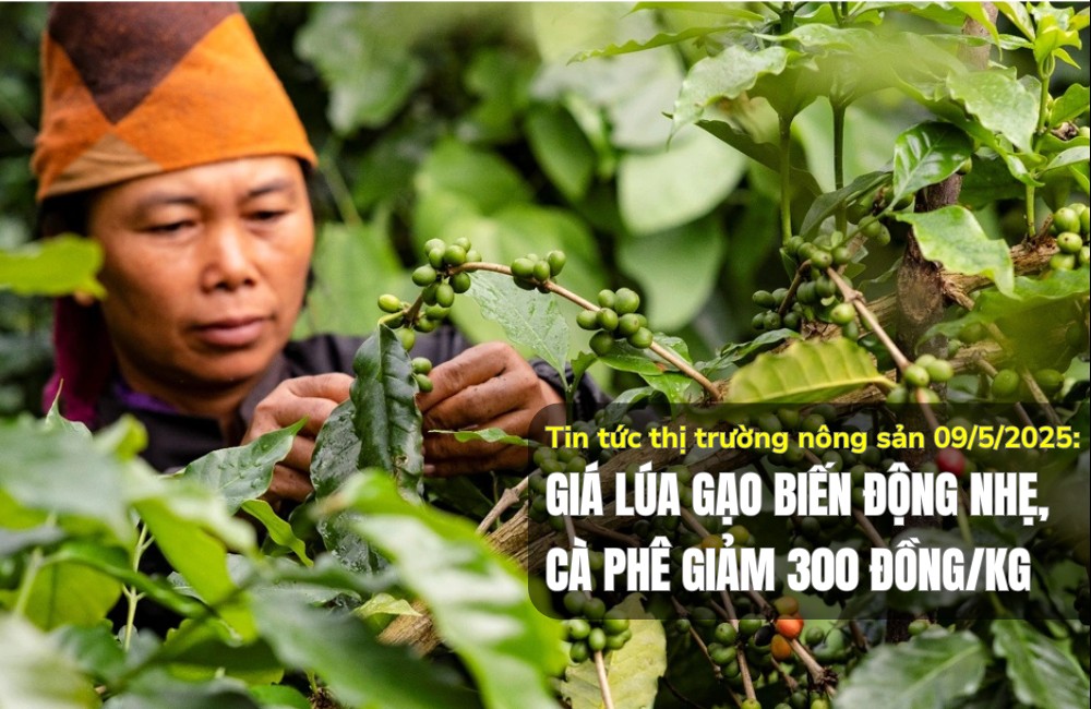 Tin tức thị trường nông sản 09/5/2025: Giá lúa gạo biến động nhẹ, cà phê giảm 300 đồng/kg