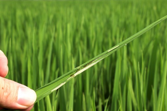 Nhiều diện tích lúa đông xuân ở Hải Dương bị sâu quấn lá nhỏ lứa 2 gây hại