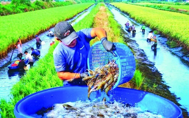 Nông nghiệp sinh thái: Sự hài hòa giữa con người, thiên nhiên
