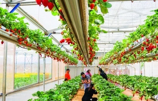 Nông nghiệp sinh thái: Sự hài hòa giữa con người, thiên nhiên