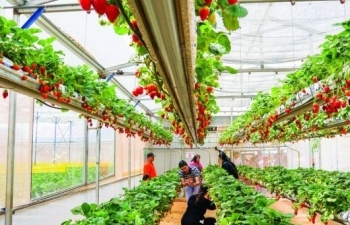 Nông nghiệp sinh thái: Sự hài hòa giữa con người, thiên nhiên